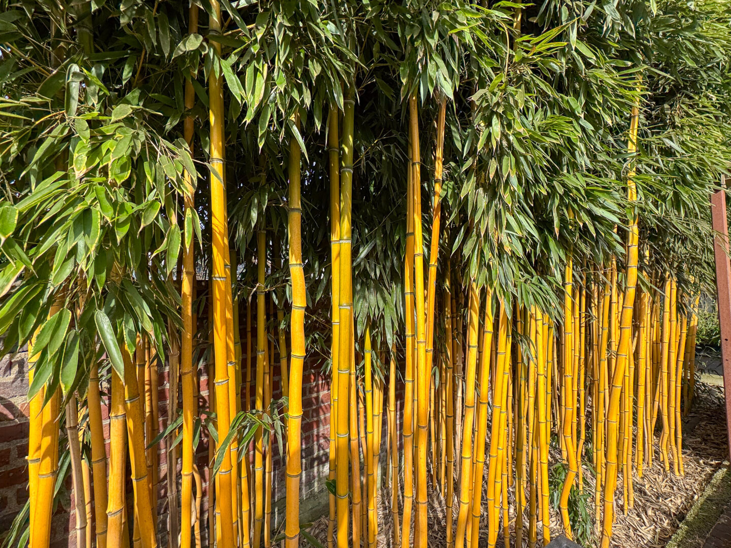Bambushain im Garten